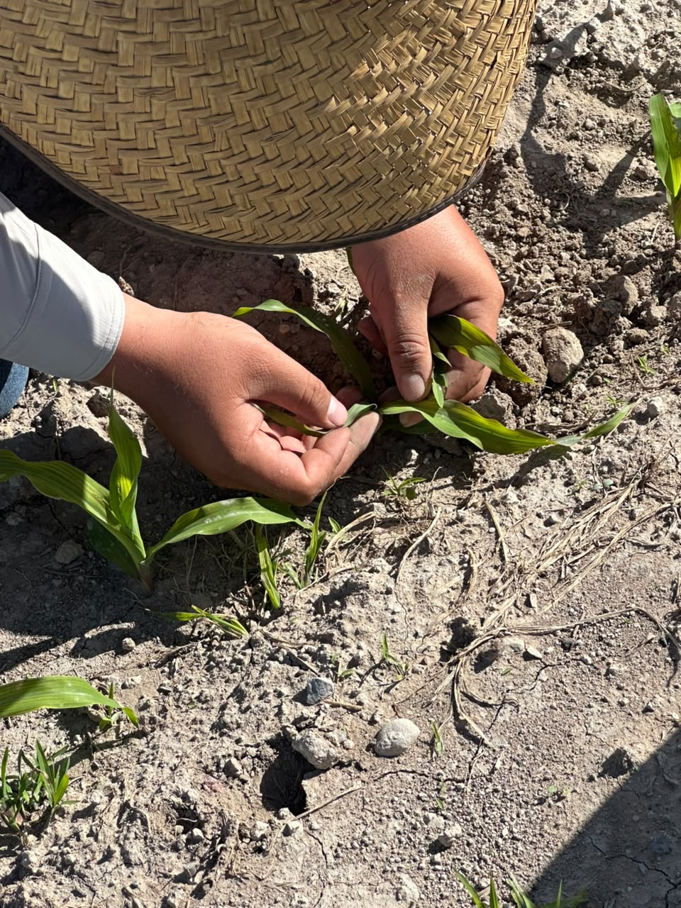 Asesoría Agrícola